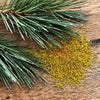 Image of Pine Extract Pine Tincture Liquid ( 1 Pack )